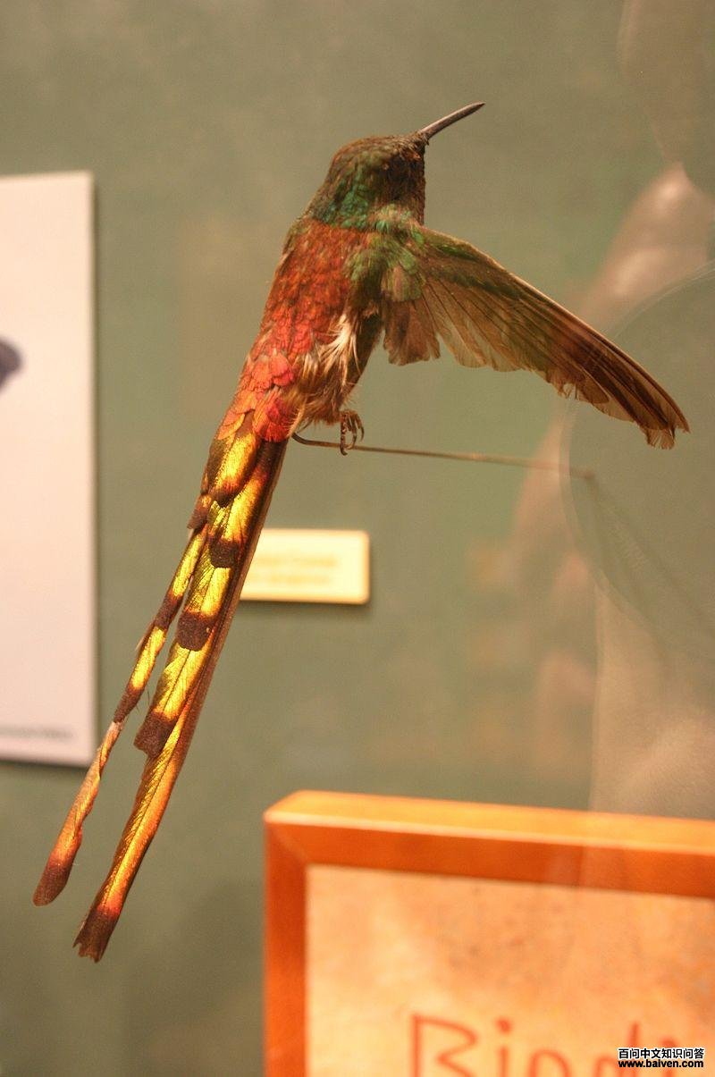 红尾慧星蜂鸟 红尾慧星蜂鸟的图片