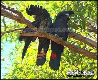 ��β�ڷ�ͷ���ĵ�ͼƬ