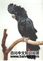 ��β�ڷ�ͷ����