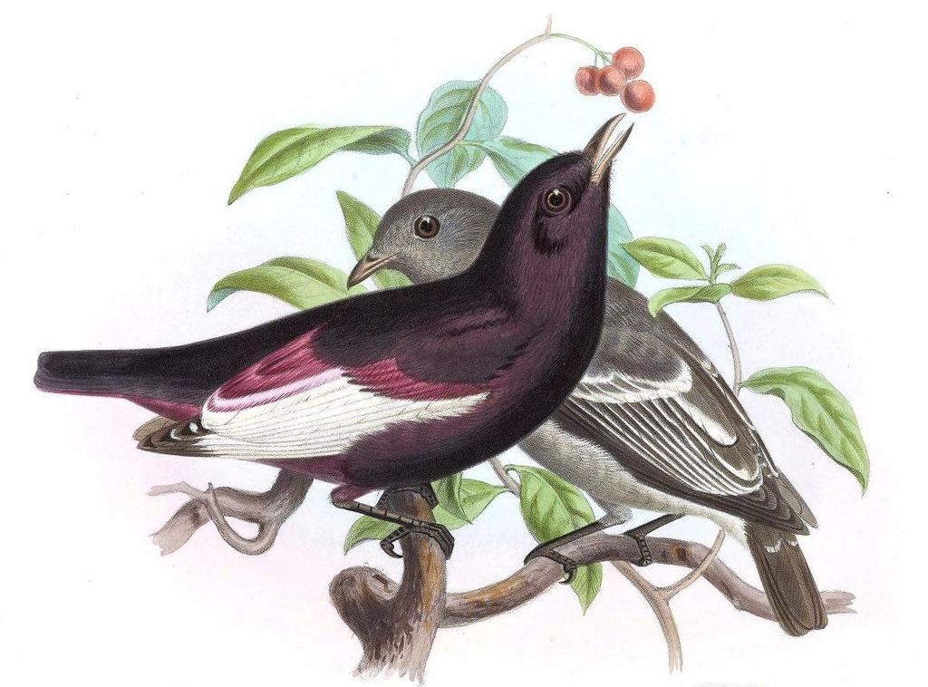 �׳�ɡ���ͼƬ