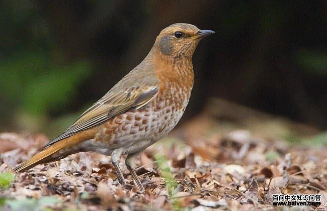 红尾鸫 红尾鸫的图片