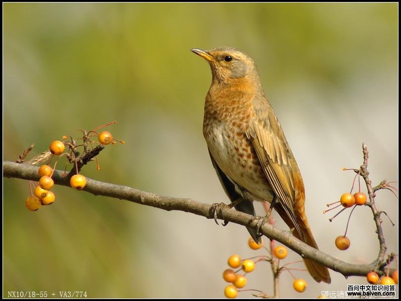 ��β𴣬��Ӱ����