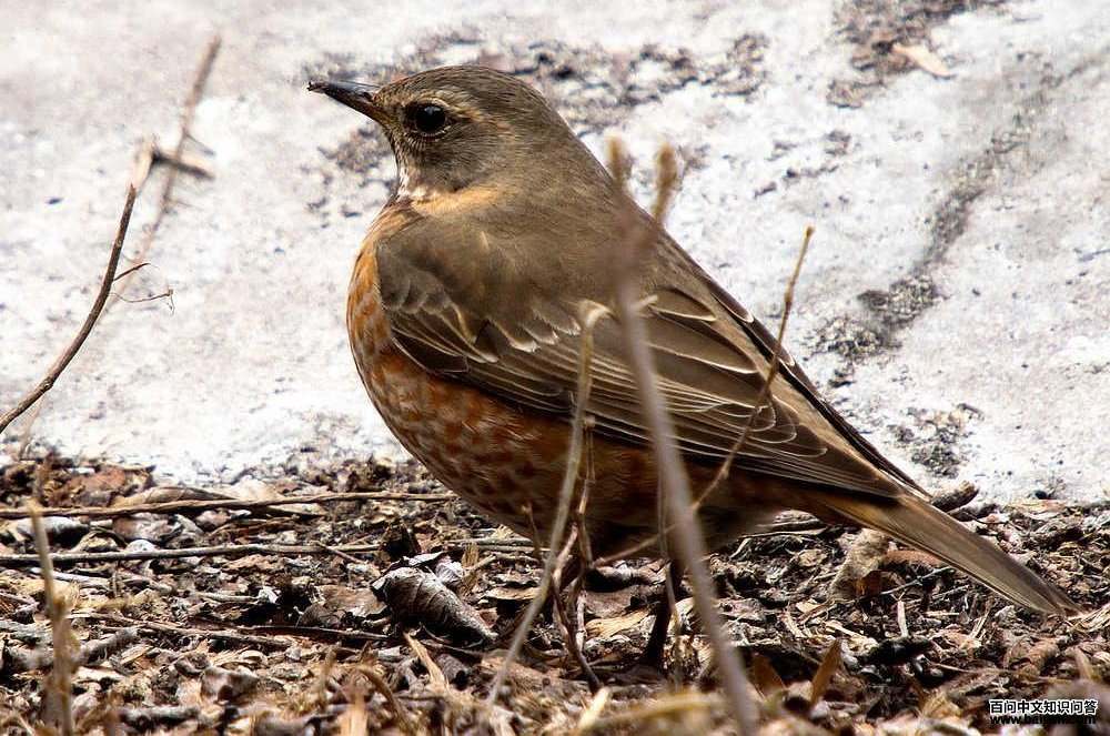 ��β𴣬��Ӱ�ϸ���