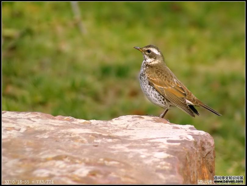 ��β𴣬��Ӱ��ɽ��ũ