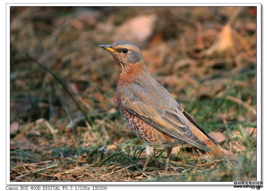 ��β𴣬��Ӱ����