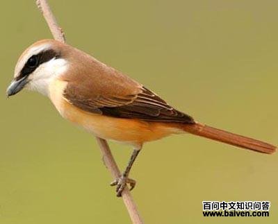 ��β���͵�ͼƬ