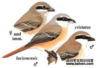 ��β���ͣ�����Ϊ������ǳɣ��м�����¾�Ϊ����