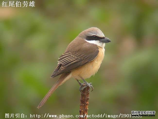 ��β��������ͷ��ɫ������ɫ