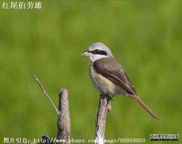 ��β��������ͷ��ɫ������ɫ