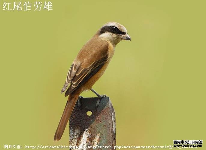 ��β���ͣ�ͷ��ɫ������ɫ