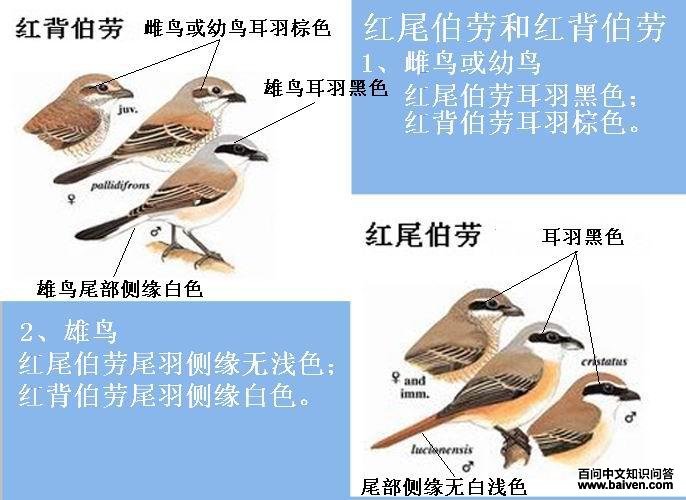 ��β����