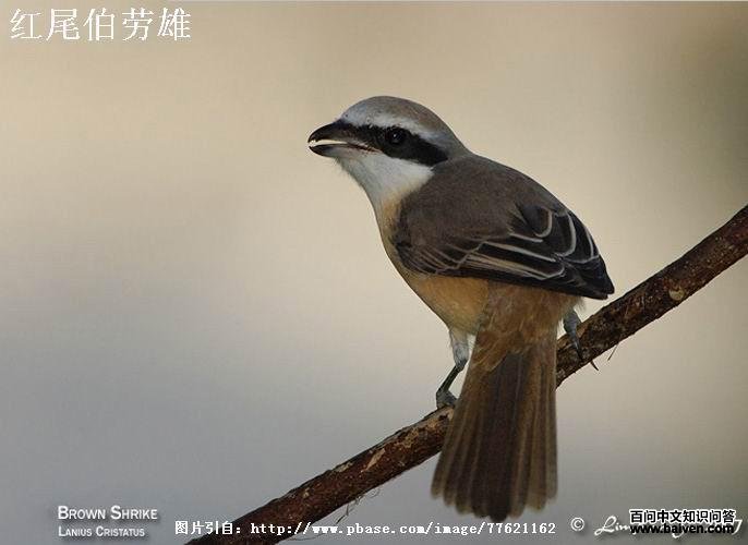 ��β��������β���ް�ɫ