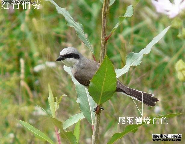 �챳��������β���Ե��ɫ