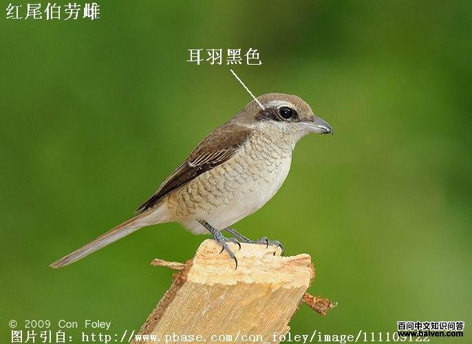 ��β���ʹ��񣺶����ɫ