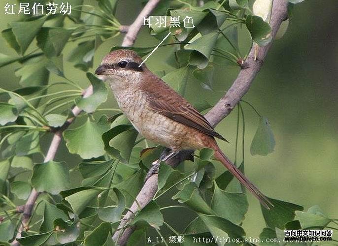 ��β�������񣺶����ɫ