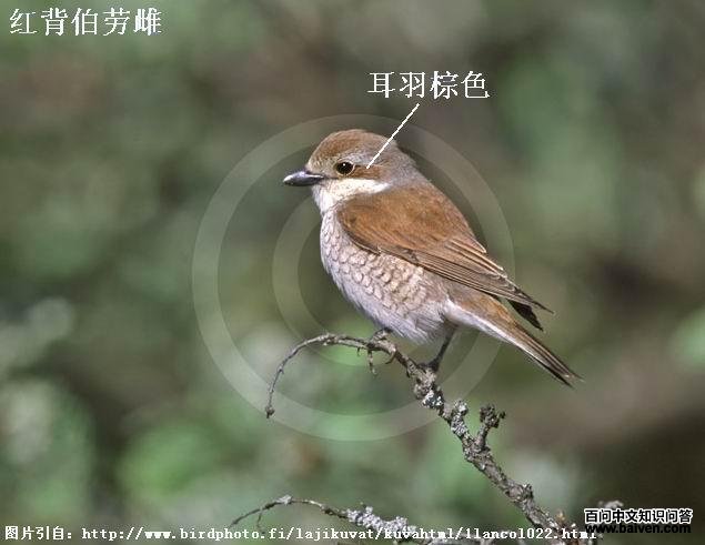 �챳���ʹ��񣺶�����ɫ