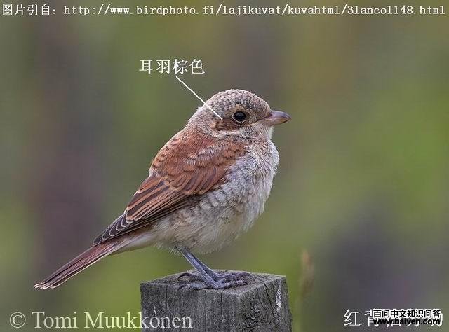 �챳�������񣺶�����ɫ