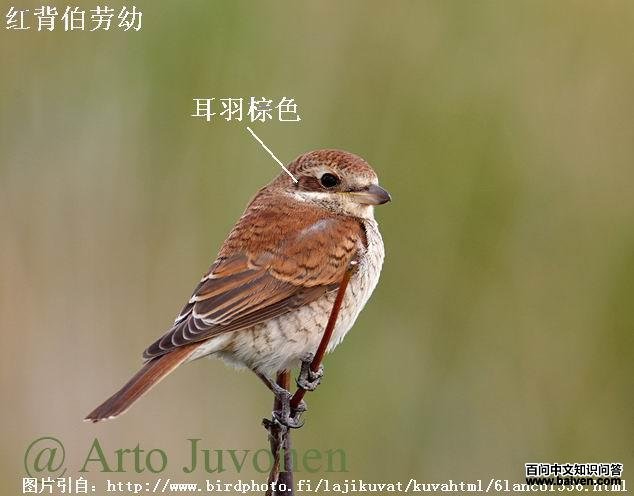 �챳�������񣺶�����ɫ