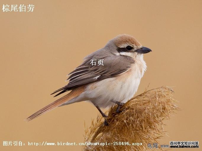 ��Į���ͣ���β���ͣ�