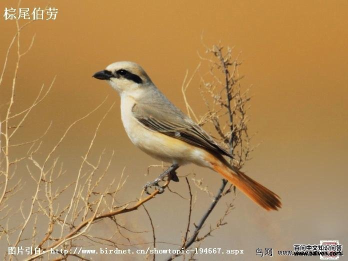 ��Į���ͣ���β���ͣ�