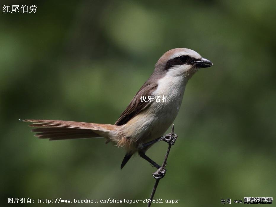 ��β����