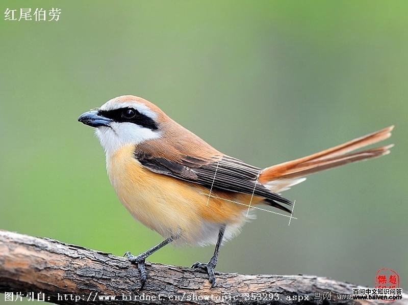 ��β����