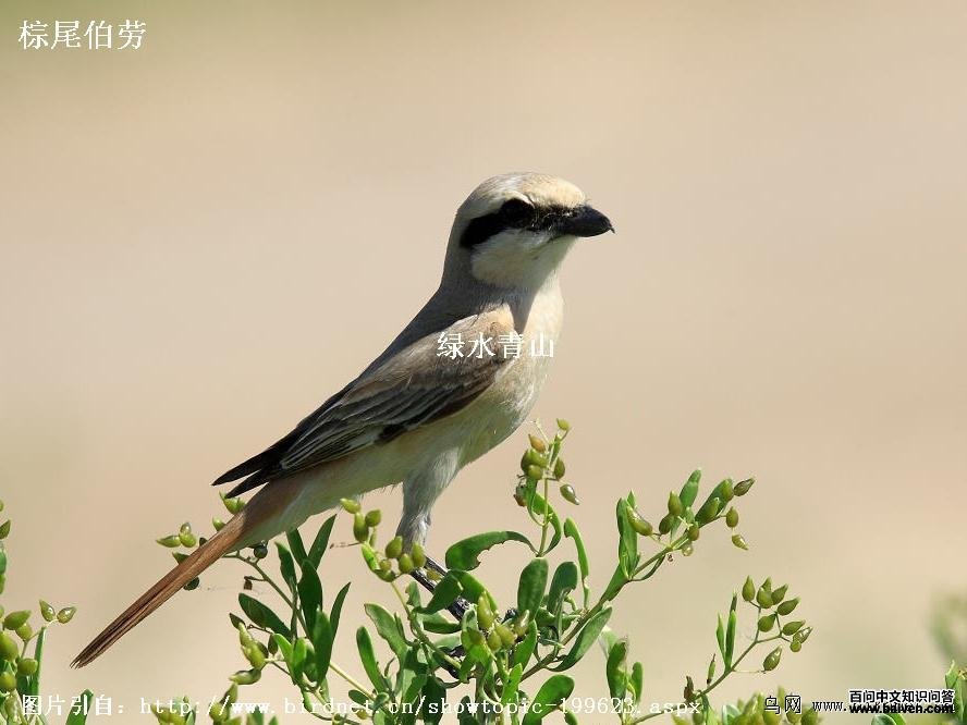 ��Į���ͣ���β���ͣ�