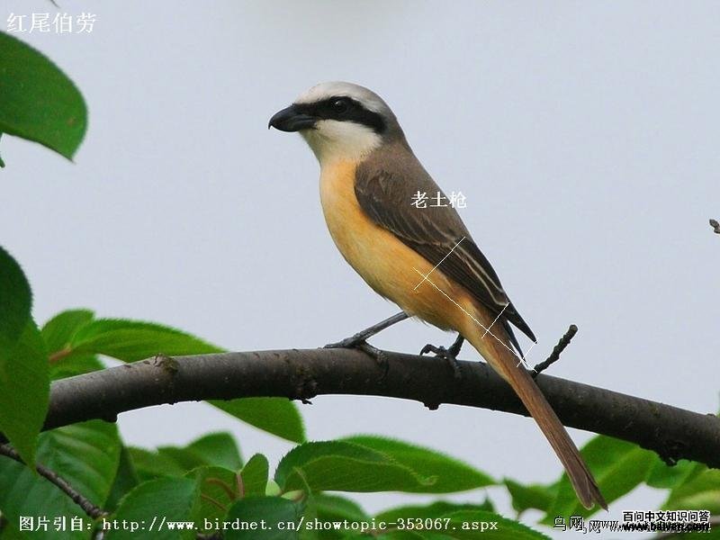 ��β����