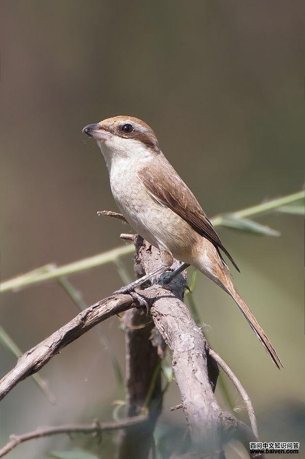 ��β����