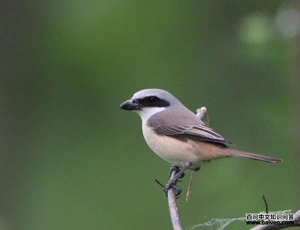 ��β����