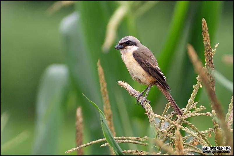 ��β����