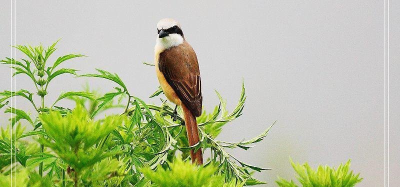 ��β����