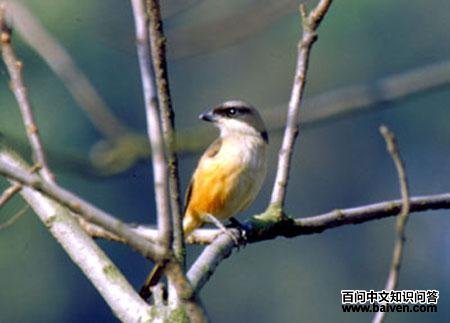 ��β����