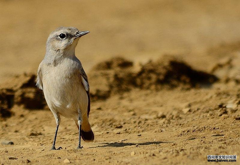 红尾鵖 红尾鵖的图片