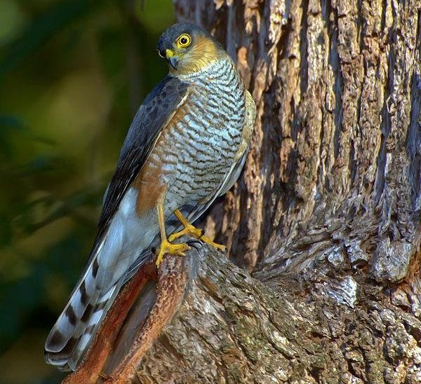 红腿鹰 红腿鹰的图片