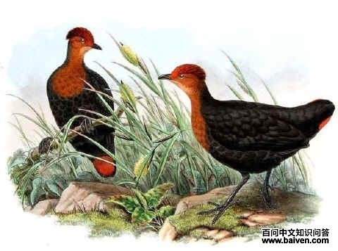 ��ͷ����𳣬���ƣ�John Gould (1804-1881)