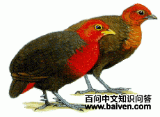 ��ͷ�����