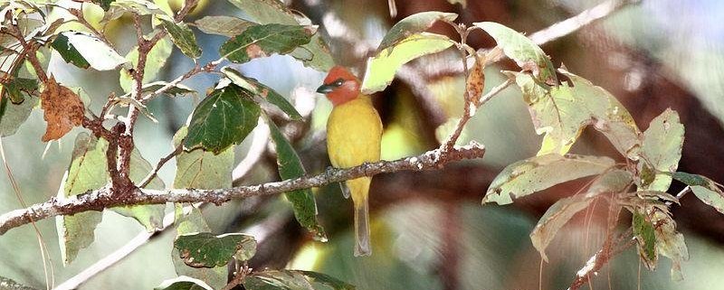 ��ͷ������ȸ��ͼƬ