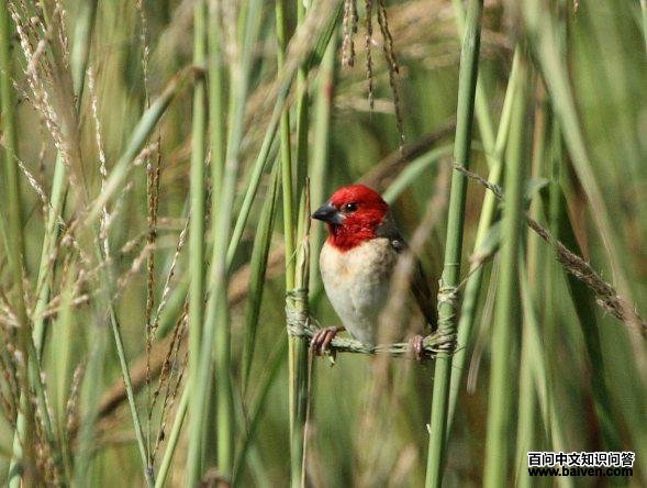 红头奎利亚雀 红头奎利亚雀的图片