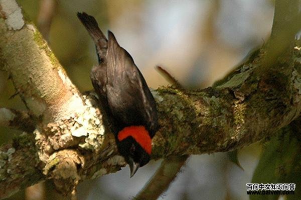 ��ͷ��֯ȸ��ͼƬ