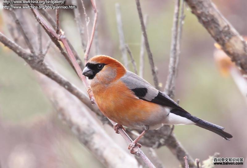 红头灰雀 红头灰雀的图片