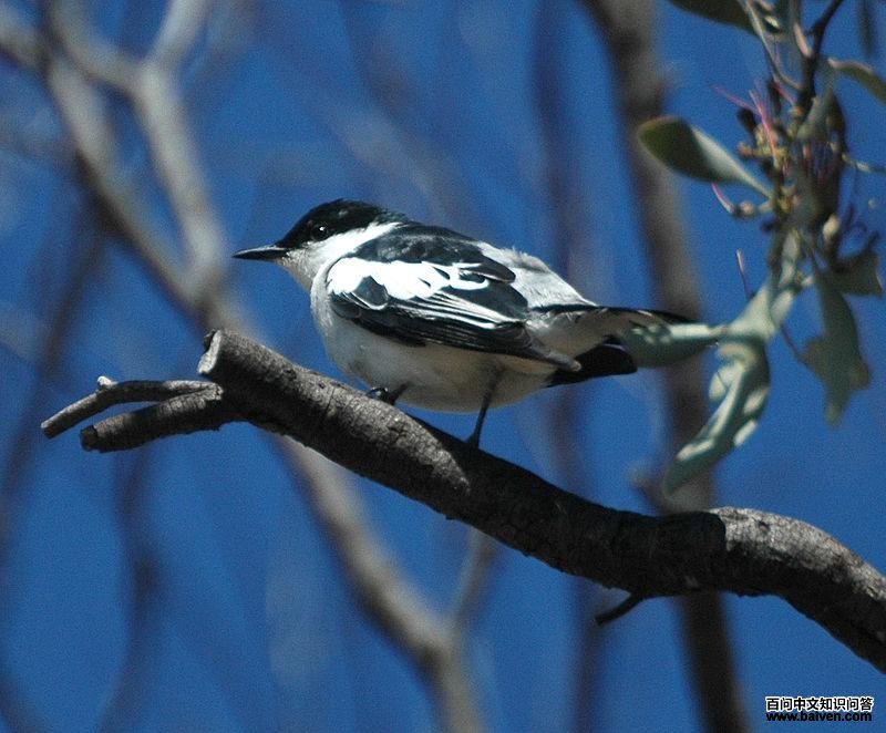 �׳������V��ͼƬ