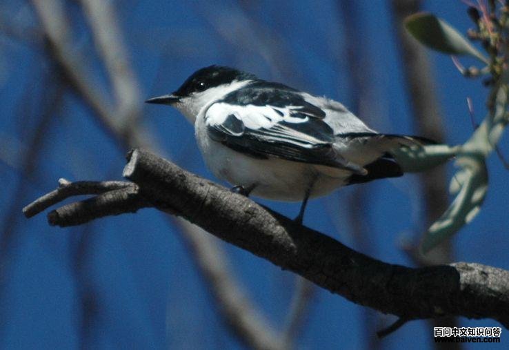 �׳������V