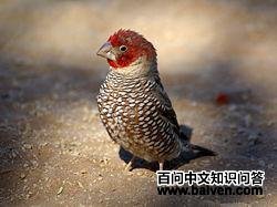 ��ͷ����ȸ