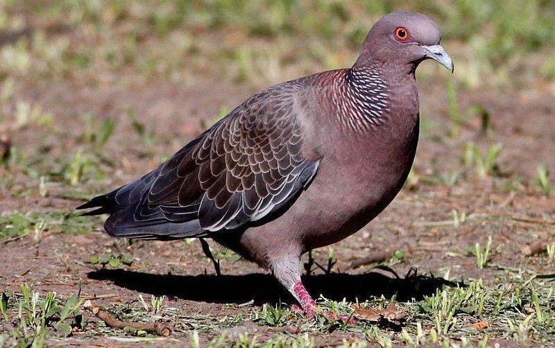 ��ͷ���ͼƬ