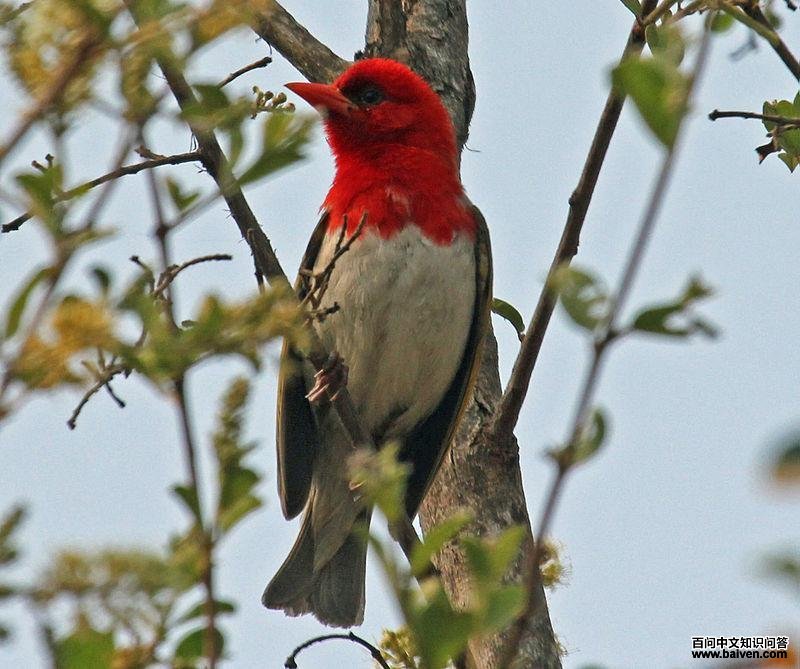 ��ͷ��֯ȸ��ͼƬ