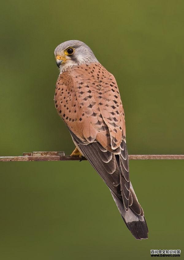 红隼 红隼的图片