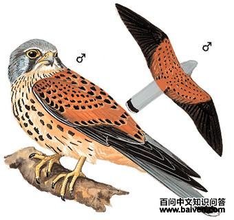 ��������̬����ͼ