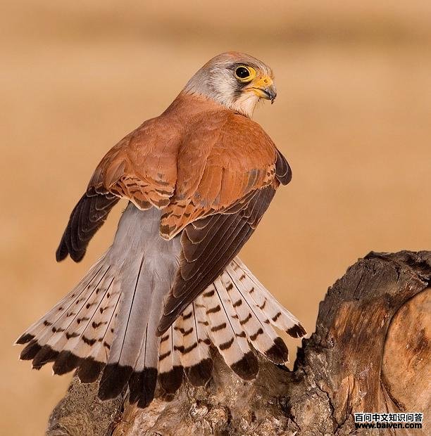 ��������ɫ�ڽ����ƣ�β�����״��͹β״