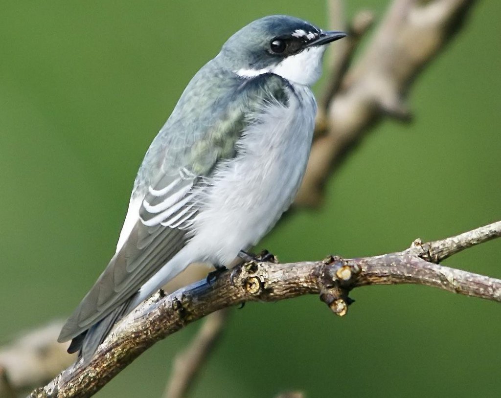 �������ͼƬ